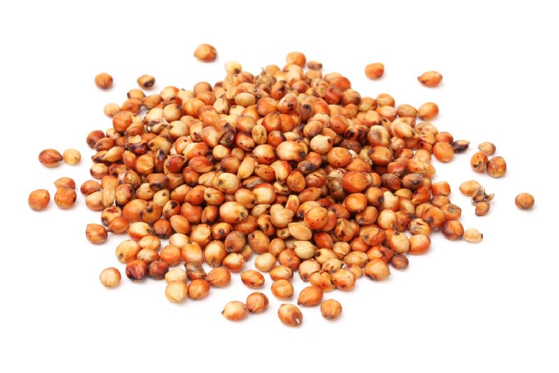 Sorghum Seeds 03