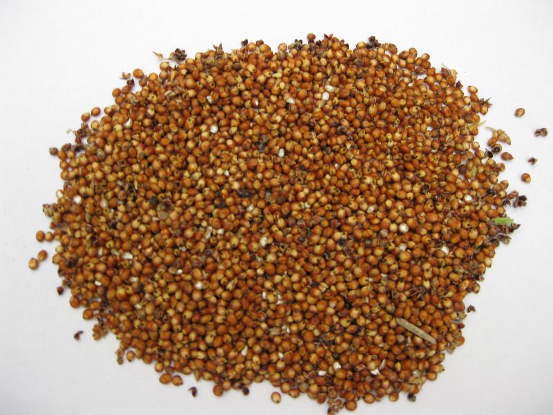 Sorghum Seeds 04