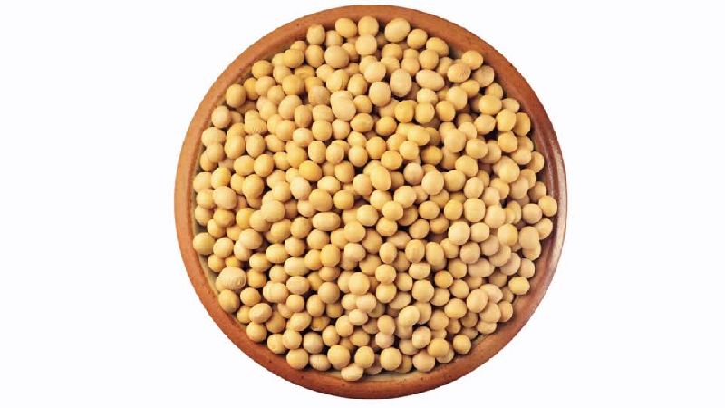 Soybean Seeds 02