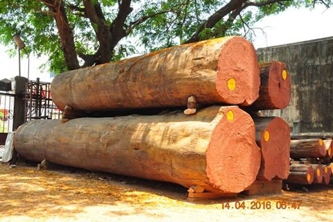 Sal Wood Logs 01