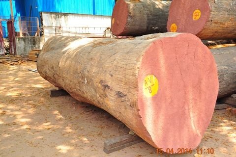 Sal Wood Logs 02