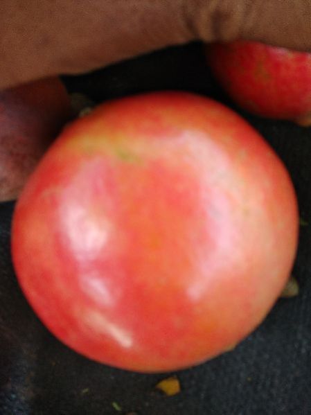 Fresh Pomegranate 01