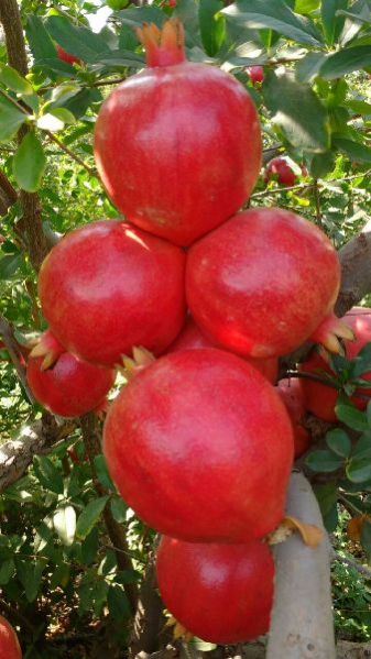 Fresh Pomegranate 02