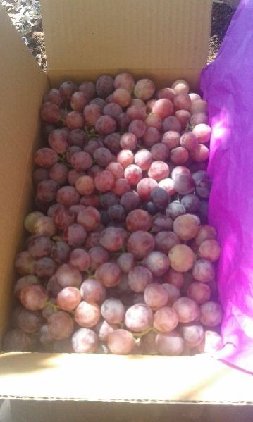 Fresh Red Globe Grapes 01