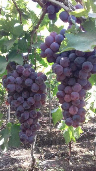 Fresh Red Globe Grapes 02