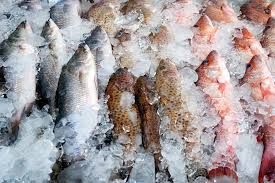 Frozen Fish 01