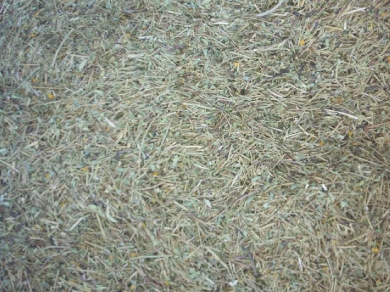 Dried Senna Leaves 03