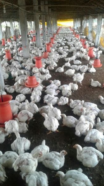 Live Chicken 01