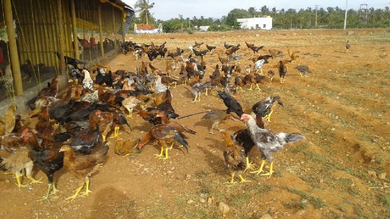 Live Chicken 03