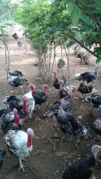 Live Chicken 04