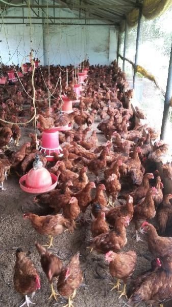 Live Chicken 05
