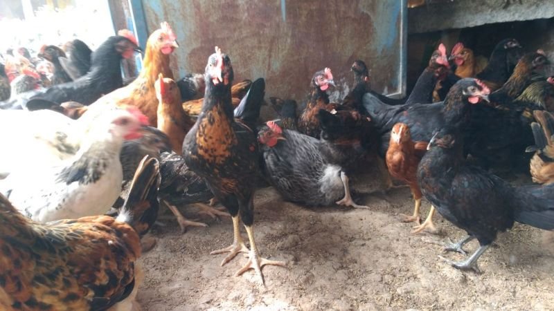 Live Chicken 06