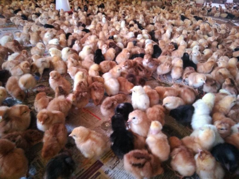 Live Turkey Poult 01