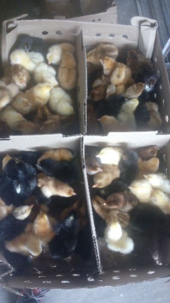 Live Turkey Poult 02