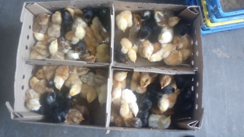 Live Turkey Poult 03