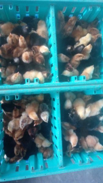 Live Turkey Poult 04