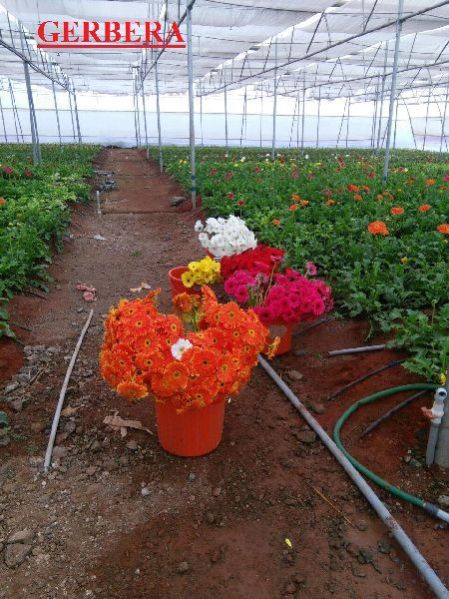 Fresh Gerberas Flower 01