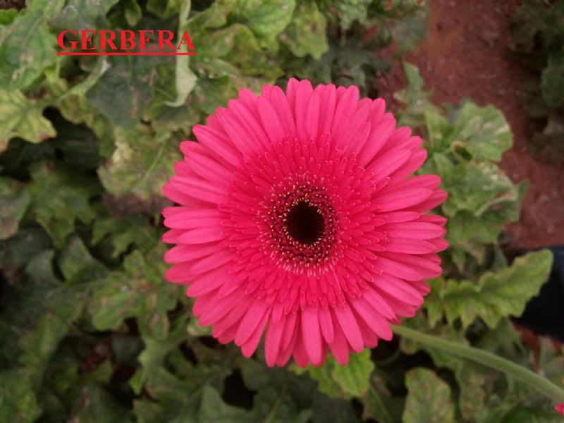 Fresh Gerberas Flower 02