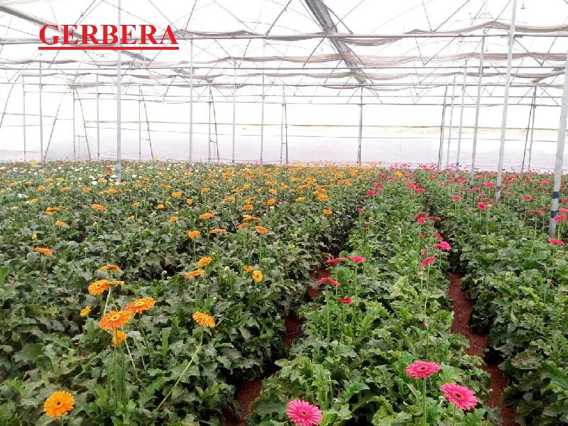 Fresh Gerberas Flower 03