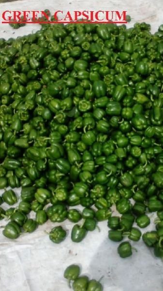 Fresh Green Capsicum 02