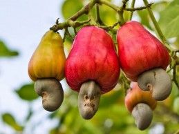 Raw Cashew Nuts 01