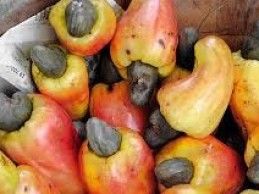 Raw Cashew Nuts 03