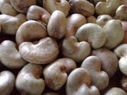 Raw Cashew Nuts 04