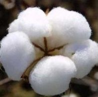 Raw Cotton 01