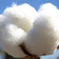 Raw Cotton 03