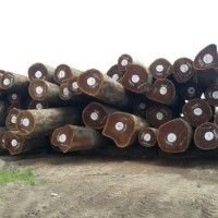 Teak Wood Logs 03