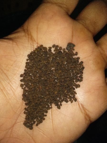 Black Tea 03