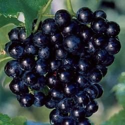 Black Jumbo Grapes 02