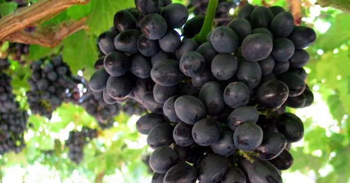 Seedless Black Grapes 03