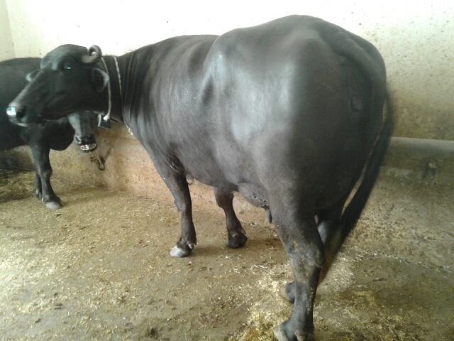 Murrah Buffalo 09