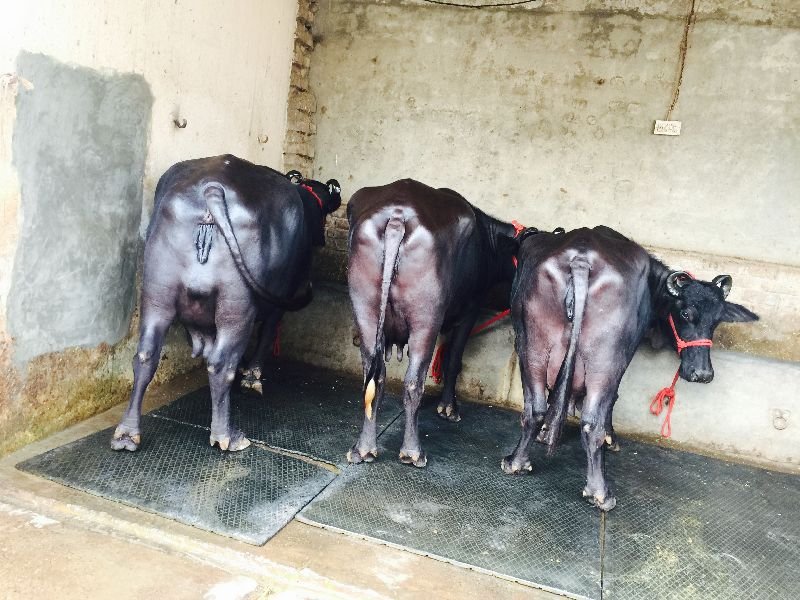 Murrah Buffalo