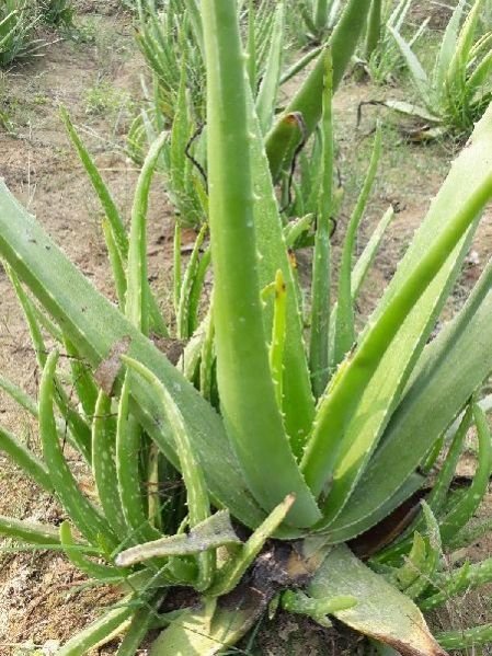 Aloe Vera Plant 02