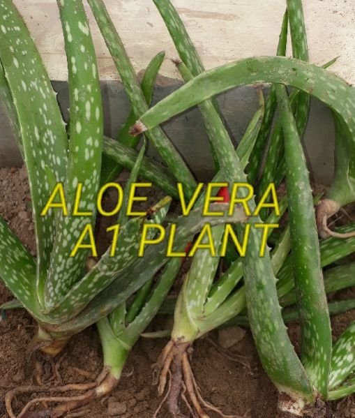Aloe Vera Plant 03