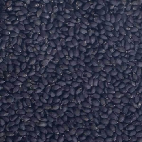 Basil Bio Organic Seeds 01