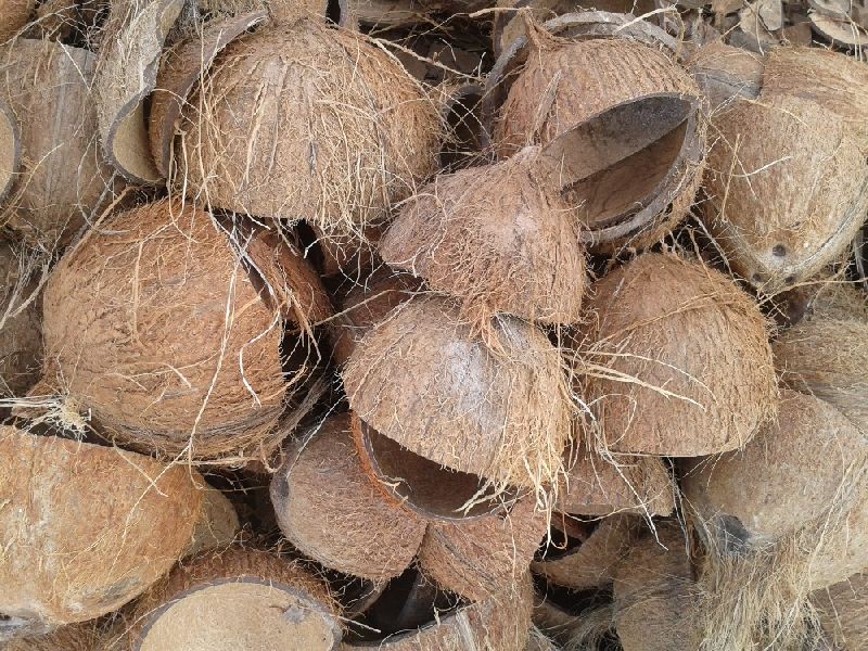 Coconut Shell 01