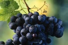 Fresh Grapes 05