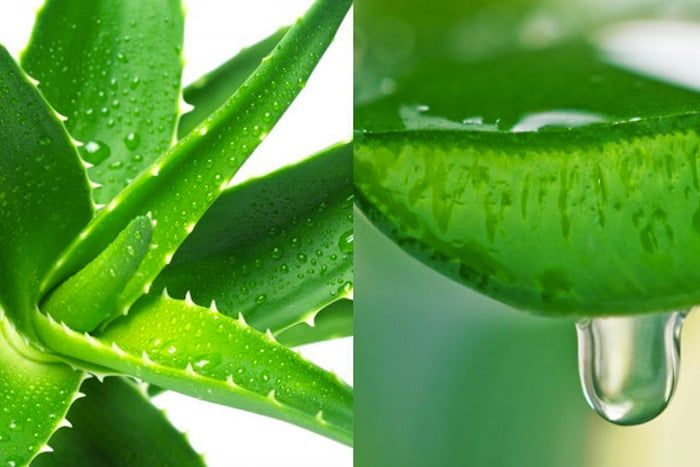 Aloe Vera Extract  01