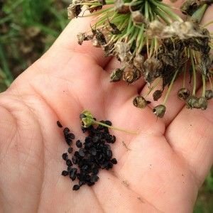 Onion Seeds 03
