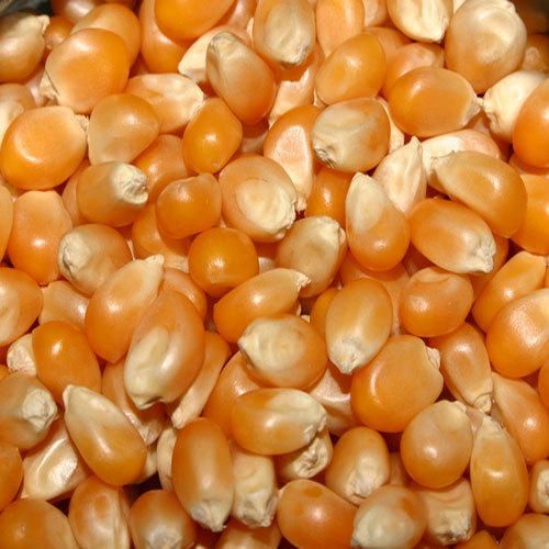 Maize 03