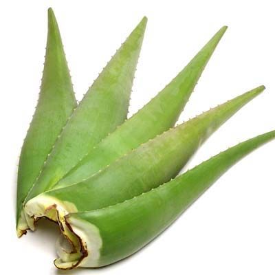 Aloe Vera Leaf 02