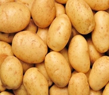 Fresh Potato 01