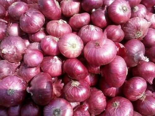 Fresh Red Onion 02