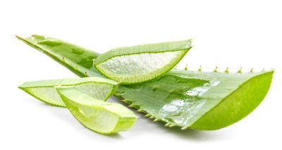 Aloe Vera Leaves 02