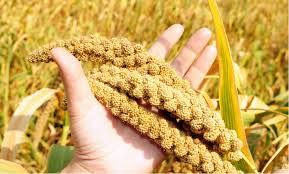 Millet Seeds 02
