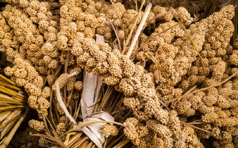 Millet Seeds 03