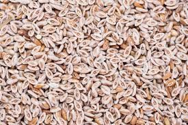 Psyllium Husk 01